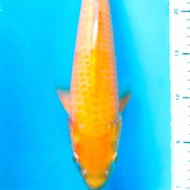 Karashi Koi Import Sertifikat