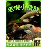 Ikan Tropika Ikan Hiasan Alga Penyingkiran Alat Ikan Ikan Bunian Kecil Harimau Bunian Kecil Satu bar