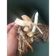 bibit bonggol akar asparagus isi 2 pcs