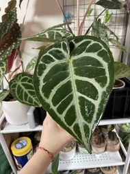 水晶花燭Anthurium Crystallinum