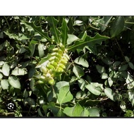 BUAH JERUJU (10-15biji utk 1 Oder) BUAH BESAR