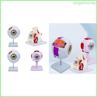 RAN Eyeball Anatomy Model Organs Teaching  Human Eye Anatomy Model
