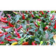 Benih Cili Api Padi Seeds 0.1g ¦ 0.4g ¦ 1.2g - F1 Hybrid