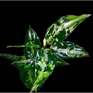 Sindo - Aglaonema Pictum Tricolor Live Plant WFRJPPZGMF