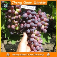 Anak Pokok Anggur Krasotkha Import Dari Thailand Pokok Stabil