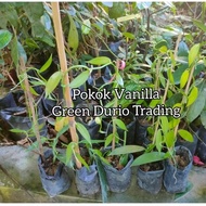 ANAK POKOK VANILLA (Vanilla planifolia) Vanila