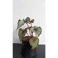 Terlaris Begonia Keong Silver Bibit - Tanaman Begonia Keong Silver