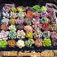Singapores Ready Stock 100 Pcs / Pack Mixed Succulent Seeds Juicy Seeds Ass Seed Flower Living Stone Bonsai Plants for Sale Seeds for Planting Flowering Live Plants Flower Plant High Germination Rate Easy To Grow In The Local