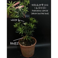Podocarpus black Pearl黑珍珠 罗汉松 (盆栽/bonsai plant/live plant/outdoor plant)