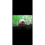 Ramshorn Snail Algae Cleaner for Aquarium