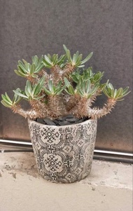 席巴女王 Pachypodium Densiflorum