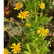 Euryops. 小黄菊. [LIVE PLANT]