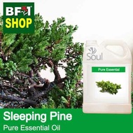 Pure Essential Oil (EO) - Pine - Sleeping Pine Essential Oil - 5L