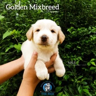 Jual Anjing Golden Mix Samo