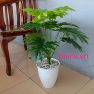 Spesial Monstera Latex#Daun Monstera#Monstera Philodendrum#Monstera