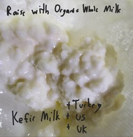 Kefir Grain 10g Pre order