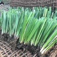 JPY Online shop  / 200 pcs Vetiver Grass ( Chrysopogon zizanioides ) Slips For Slope Protection Soil