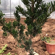 【Precious】(COD)/Bukit cemara hitam/Round Leaf Black Pearl Podocarpus圆叶黑珍珠罗汉松树苗盆景盆栽花卉绿植盆栽四季常青罗汉松