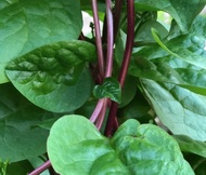 Selected Red Stem Malabar Spinach Maharani 100000