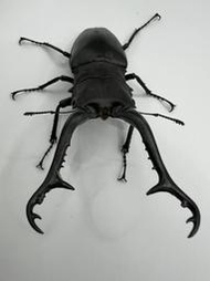 【鍬悄來喜】長頸鹿鋸鍬形蟲(佛羅倫斯) PGK 甲蟲 成蟲