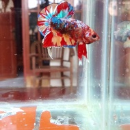 Cupang Male Koi Fancy Solid Avatar Emerald Nemo Grade 200K (Contoh)