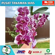 Seedling anggrek dendrobium toledo / Bunga Anggrek hidup/ Tanaman Hias Hidup /Bunga Hias Asli/Bunga gantung hidup/Tanaman gantung hidup/anggrek dendrobium(/bunga anggrek/tanaman anggrek hidup/bibit bunga anggrek hidup)