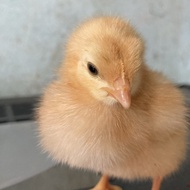 anak ayam negeri doc telur pakan ular dan burung hantu
