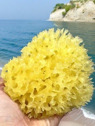 希臘天然海綿