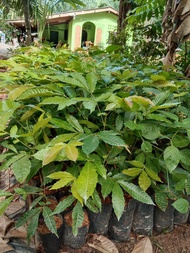 ลำไยคริสตัล ผลสีเขียว ขายถูกมาก