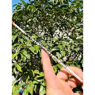 WuTu Fishing Rod - A1 Fiberglass Root Plug. Hardness Equivalent to Super Flexible SUL Joran Pancing 