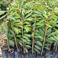 Anak Pokok Musang King D197