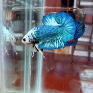 CUPANG MALE KOI FANCY SOLID AVATAR EMERALD NEMO GRADE 50K (CONTOH)