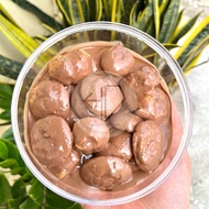 [NEW] Chocolate Cookies (Callebautious Cookies)[Inspired suka Dessert]