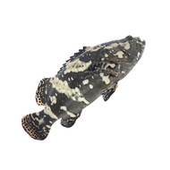 GL Hybrid Grouper 龙虎斑  (Whole Sabah Fish)