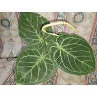 Anthurium Dorayaki Dark form Large Size