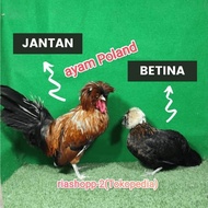 ayam poland jambul dewasa siap produksi jantan atau betina