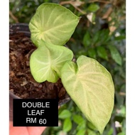 CALADIUM KELADI DOUBLE LEAF THAI/THAILAND/SIAM MURAH