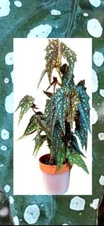 🌴鱒魚秋海棠。銀點竹節秋海棠🌴｜桌面盆栽｜辦公室植物｜