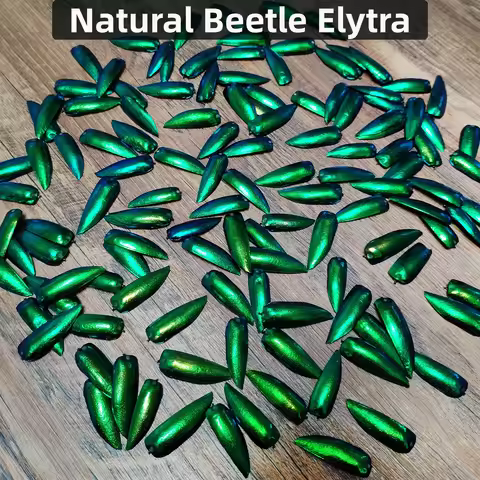 50 Pieces Jewel Beetle Elytra Emerald Green Real Elytron Wings Natural Insect Coleoptera Handmade Ne