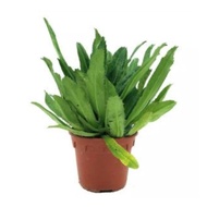 Eryngium foetidum, Sawtooth Coriander, Culantro plant (0.15m) perfect for Thai & Viet food w/ corian