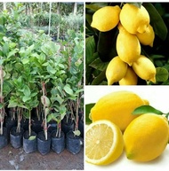 พร้อมสต็อกประเทศไทย เลมอนยูเรก้า เลม่อนประดับจาน/คั้นน้ำ Lemon Seeds ดอกไม้ปลูก เมล็ดพันธุ์ผัก ไม้ประดับ ต้นไม้มงคลแคระ เมล็ดพันดอกไม้ บอนไซ เมล็ดดอกไม้ บอนไซ ต้นไม้