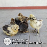 Ayam Hias, Ayam Poland, Polan, Ayam Jambul, Anakan Poland, 4 bulan