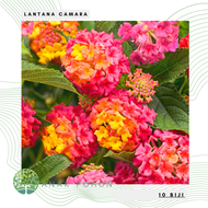 (10 Biji) Benih Bibit Biji - Lantana Camara Bunga Tahi Ayam Tembelekan Flower Seeds - IMPORT