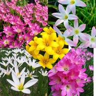 บัวดิน (40หัว)5สายพันธุ์ แยกสีให้ แกรนดิฟอร่า20ชมพูโรเซีย(Rosea)7ขาวอมชมพูรักแรก(Frist Love)7ขาวแคนด