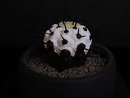 黑王丸(小)/仿生植物/塊根/居家擺飾/水泥飾品