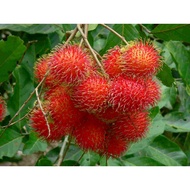 Rambutan anak sekolah Dipetik dari Pokok