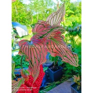 THEZALFASGARDEN - KELADI THAI BEAUTY / THAI BEAUTY CALADIUM