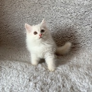 Anak kucing kitten persia putih