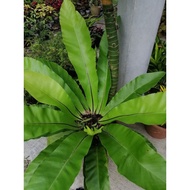 pokok hidup langsuir hiasan rumah