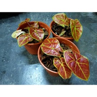 [Indoor Plant] Caladium New Wave☘️ Daun Keladi ☘️Caladium Thai
